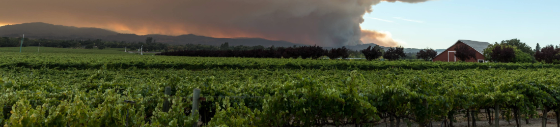 A plume of smoke looms over a vineyard.